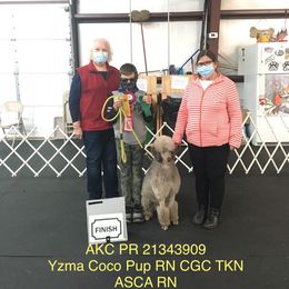 Coco - Poodle