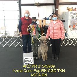 Coco - Poodle