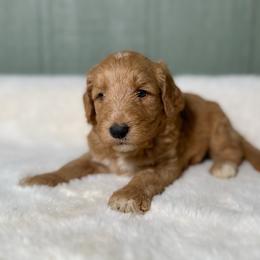Curly McMuffin - Apricot male Goldendoodle puppy in Osage City, Kansas from Golden Ridge Goldens