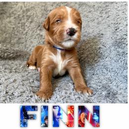 FINN - Red  male Goldendoodle puppy in Minneapolis, Minnesota from The Golden Roo