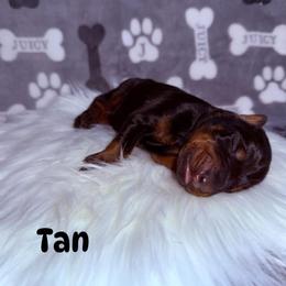 Tan - Black and rust male Doberman Pinscher puppy in Louisville, Kentucky from Ruiz Dobermans