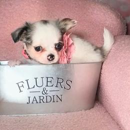 Gidgit - Blue merle female Chihuahua puppy in Redding, California from Akc ivy league chihuahua .  Com