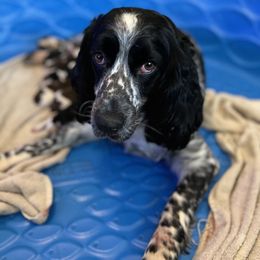 Girl 1 - English Springer Spaniel puppy in Jamestown, Kentucky from Waterworks Springers