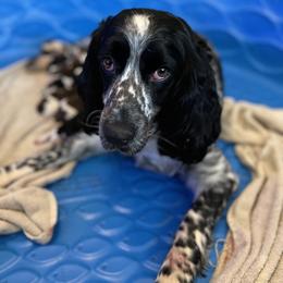 Girl 1 - English Springer Spaniel puppy in Jamestown, Kentucky from Waterworks Springers