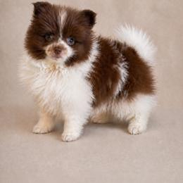 Pomeranian Puppies from Perkins Poms