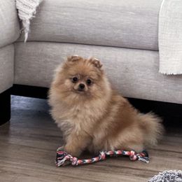 Penny - Orange sable female Pomeranian puppy in Las Vegas, Nevada from Velvet-Paws Pomeranians