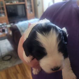 Girl 1 - female Tibetan Terrier puppy in Jerseyville, Illinois from Dzine Tibetan Terriers