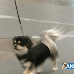 Loki - Tibetan Spaniel