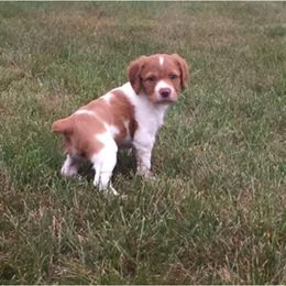 Brittany and Vizsla Puppies from Dzika Place Kennels