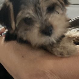 Maltese, Morkies, and Yorkshire Terriers from Mountain Top Hot Tailz