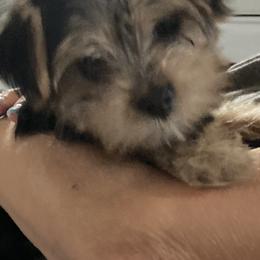 Maltese, Morkies, and Yorkshire Terriers from Mountain Top Hot Tailz