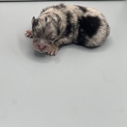 Girl 2 - Blue merle female Pomeranian puppy in Brentwood, California from Royalpawpoms