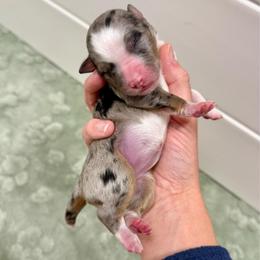 Blue Merle girl 1 (litter names coming soon) - Blue merle female Aussiedoodle puppy in Heber City, Utah from Junipersdoodles