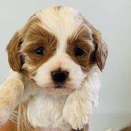 Simon - Red male Cavapoo puppy in St George, Utah from Pearson's Poodles