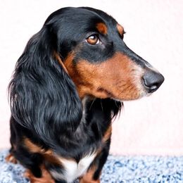 Jeni - Dachshund