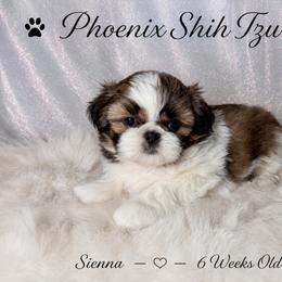 Sienna - Tricolor female Shih Tzu puppy in Hayden, Idaho from Phoenix Shih Tzu