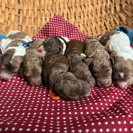 Brown - Merle female Goldendoodle puppy in Hesperia, Michigan from Red Acres Poodles & Doodles