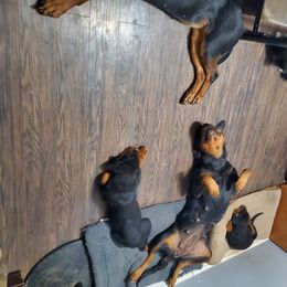 Rottweiler Puppies from Gottlïchen Rottweilers