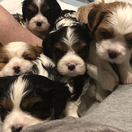 Cavalier King Charles Spaniels from Cutie Pie Cavaliers