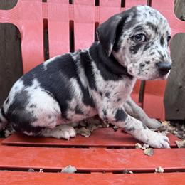 Catahoula Leopard Dog Puppies from Cottonwood Creek Catahoula’s