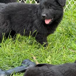 Boy 2 - Black male German Shepherd puppy in Fairdale, Kentucky from Kimberly's German Shepherds