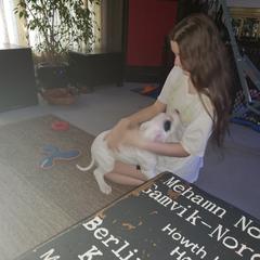 Dogo Argentino Puppies from K&B Southern Oregon Argentino Dogos