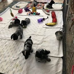 English Cocker Spaniel Puppies from Asherwood English Cockers