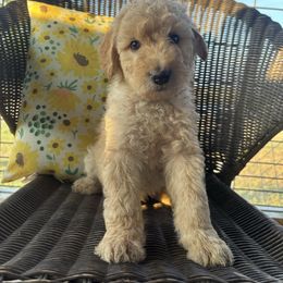 Brown - Cream male Goldendoodle puppy in Seguin, Texas from Dude Ranch Doodles