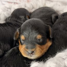 Boy- 2 - Black and tan male Havapoo puppy in Spokane, Washington from Havaluv Puppies