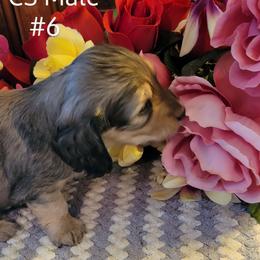 Dachshund Puppies from CLARK'S BREEDING PROGRAM