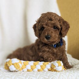 Bernedoodle and Goldendoodle Puppies from Legacy Doodles