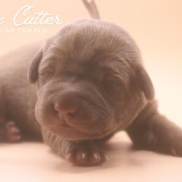 Pink Girl - Chocolate female Labrador Retriever puppy in Capron, Virginia from Triple Creek Kennel