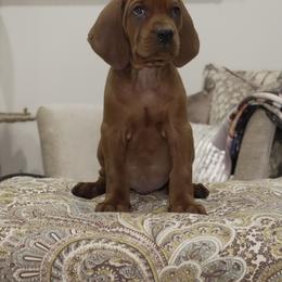 Blue Boy - Red male Redbone Coonhound puppy in Shreveport, Louisiana from BAFERD Kennels