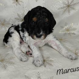 Marcus - Parti male Goldendoodle puppy in Eau Claire, Wisconsin from Fisher River Doodle's