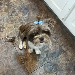 Assorted Doodle Crosses, Boxers, Havanese, and Havapoos from Lady Paws-Kara