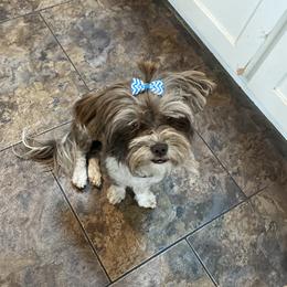 Assorted Doodle Crosses, Boxers, Havanese, and Havapoos from Lady Paws-Kara