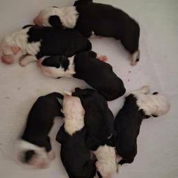 Old English Sheepdog puppies from Orleans Old English Sheepdogs