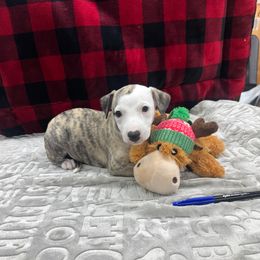 Girl 1 - Fawn brindle female Whippet puppy in Chatfield, Minnesota from Devlynn Whippets