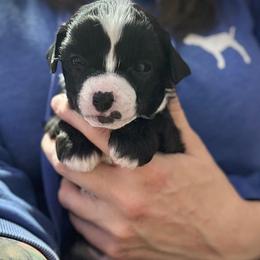 Black and White Hairless Girl - Black and white female Chinese Crested puppy in Tomball, Texas from Gracieux Chinese Cresteds