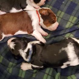 English Springer Spaniel Puppies from Maple Hill Farm English Springer Spaniels
