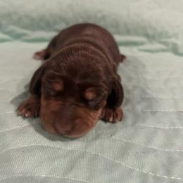 Dachshund puppies from Carter's Kennels