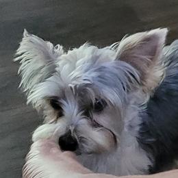 Indy - Yorkshire Terrier