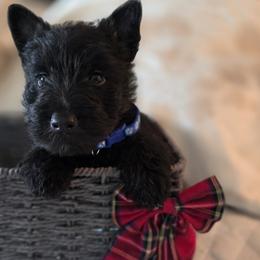 Blue Collar Male - Black male Scottish Terrier puppy in Eva, Alabama from Schulte's  Scottish Terriers