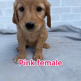 Pink - Golden female Golden Retriever puppy in Salt Lake City, Utah from Soaring golden retrievers