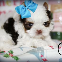 Oliver - Chocolate, tan and white male Yorkshire Terrier puppy in Warren, Michigan from Danielle's Yorkie & Shih Tzu Babies