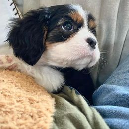 Cavalier King Charles Spaniel Puppies from Peaceful Promise Cavaliers
