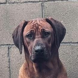 Kiara - Rhodesian Ridgeback