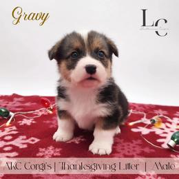Gravy - Black and tan male Pembroke Welsh Corgi puppy in Pine Village, Indiana from NL Horsemanship
