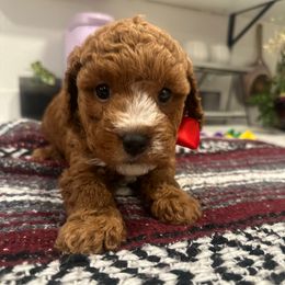 Ross - Red  male Goldendoodle puppy in Sacramento, California from Creamy Retrievers