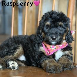 Raspberry - Phantom female Bernedoodle puppy in Lancaster, Minnesota from Richardville Hunde